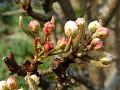 2014-0327-1335_Apple_Blossom_Buds_10,9C